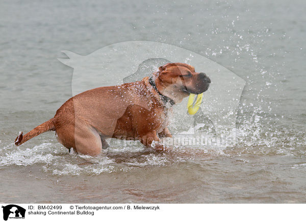 Continental Bulldog schttelt sich / shaking Continental Bulldog / BM-02499