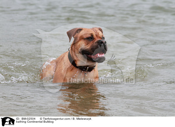 badender Continental Bulldog / bathing Continental Bulldog / BM-02504