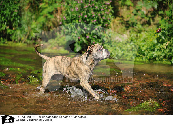 walking Continental Bulldog / YJ-05092