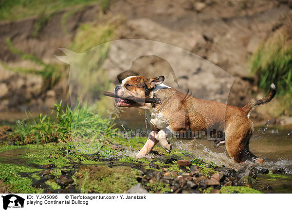 playing Continental Bulldog / YJ-05096