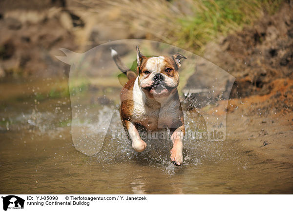 running Continental Bulldog / YJ-05098