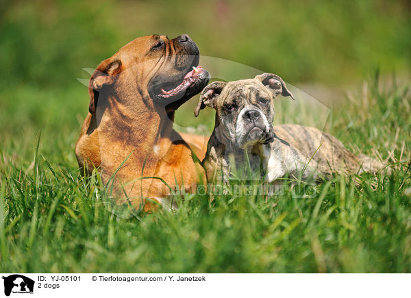 2 dogs / YJ-05101