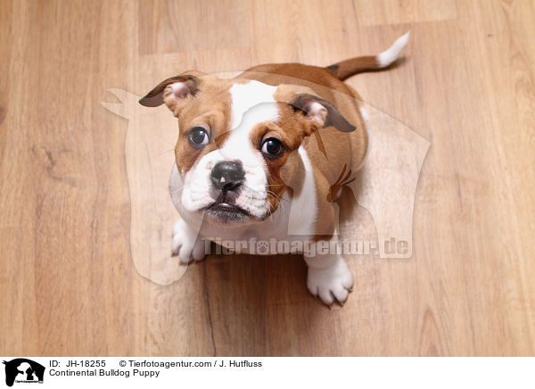 Continental Bulldog Puppy / JH-18255