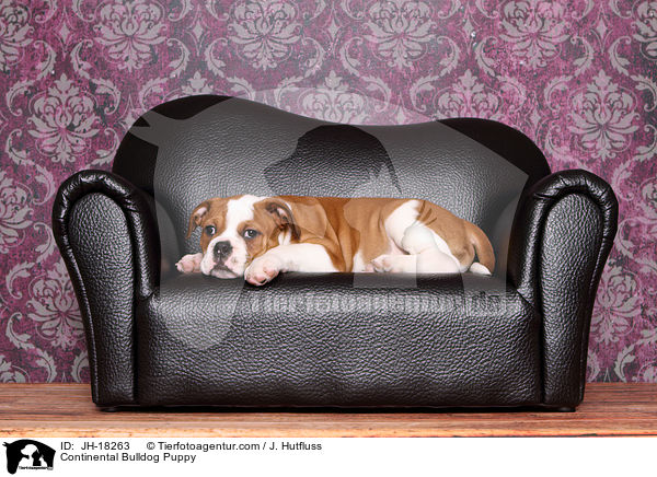 Continental Bulldog Welpe / Continental Bulldog Puppy / JH-18263