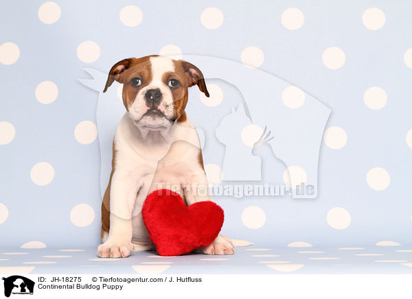 Continental Bulldog Welpe / Continental Bulldog Puppy / JH-18275