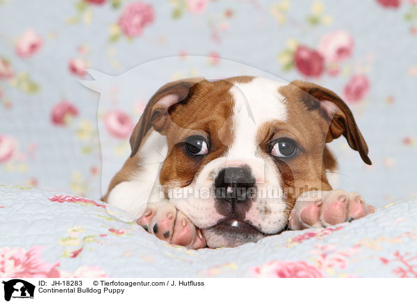 Continental Bulldog Puppy / JH-18283