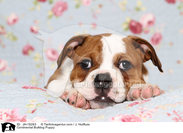 Continental Bulldog Welpe / Continental Bulldog Puppy / JH-18283