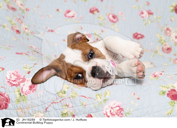 Continental Bulldog Puppy / JH-18289