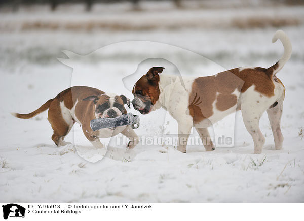 2 Continental Bulldogs / YJ-05913