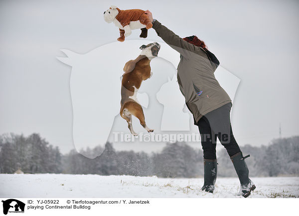spielender Continental Bulldog / playing Continental Bulldog / YJ-05922