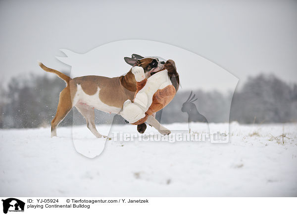 playing Continental Bulldog / YJ-05924