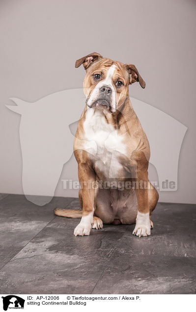 sitting Continental Bulldog / AP-12006