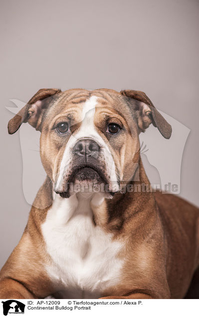 Continental Bulldog Portrait / AP-12009