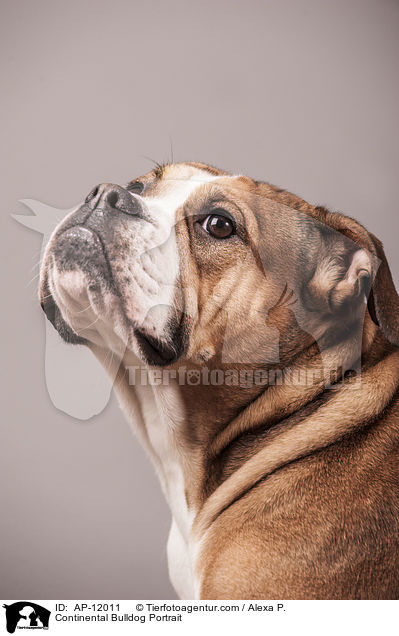 Continental Bulldog Portrait / AP-12011