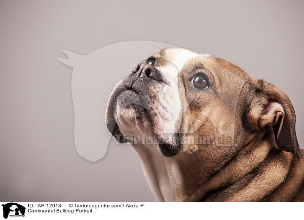 Continental Bulldog Portrait / AP-12013