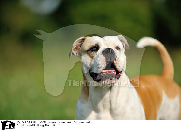 Continental Bulldog Portrait / YJ-07828