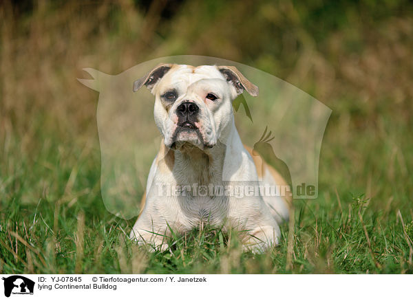 lying Continental Bulldog / YJ-07845