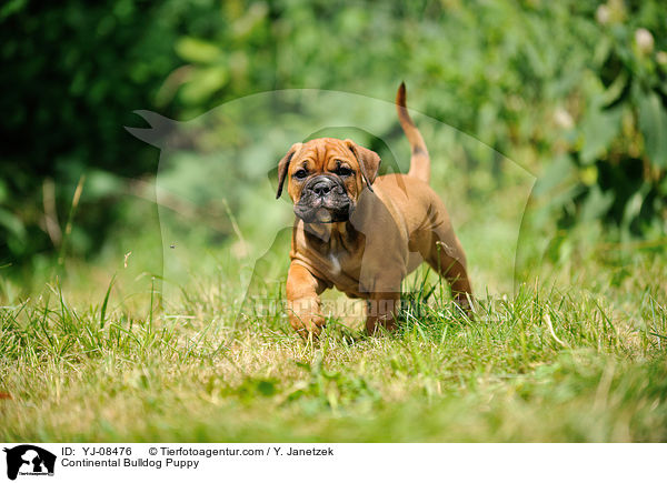 Continental Bulldog Puppy / YJ-08476
