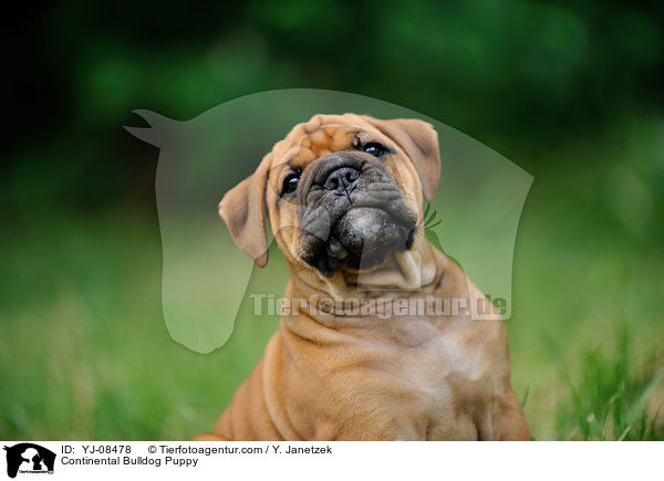 Continental Bulldog Puppy / YJ-08478