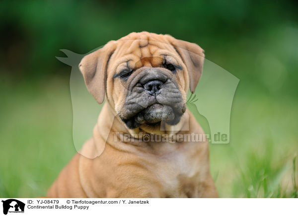 Continental Bulldog Puppy / YJ-08479