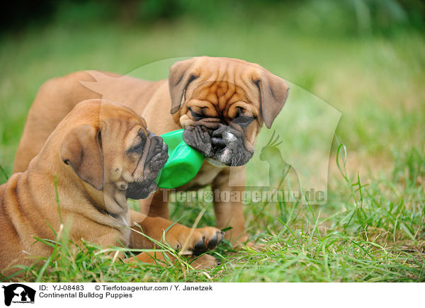 Continental Bulldog Welpen / Continental Bulldog Puppies / YJ-08483