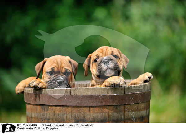 Continental Bulldog Puppies / YJ-08490