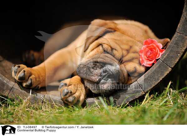 Continental Bulldog Puppy / YJ-08497