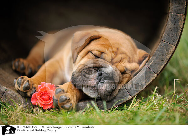 Continental Bulldog Puppy / YJ-08499
