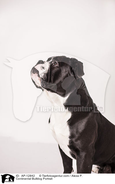 Continental Bulldog Portrait / AP-12842