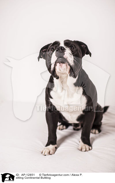 sitting Continental Bulldog / AP-12851