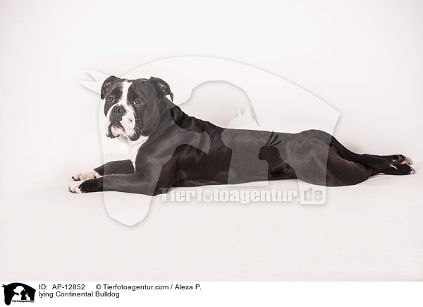 lying Continental Bulldog / AP-12852