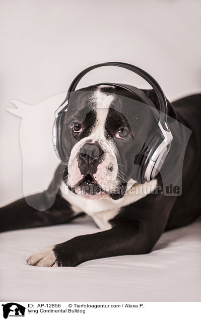 lying Continental Bulldog / AP-12856