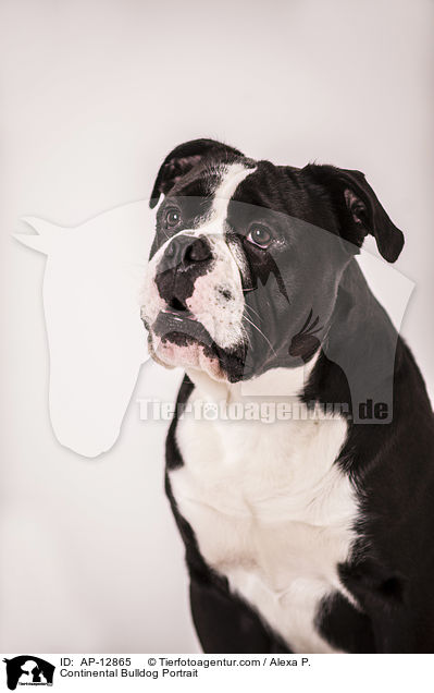 Continental Bulldog Portrait / AP-12865