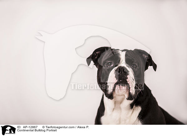 Continental Bulldog Portrait / AP-12867