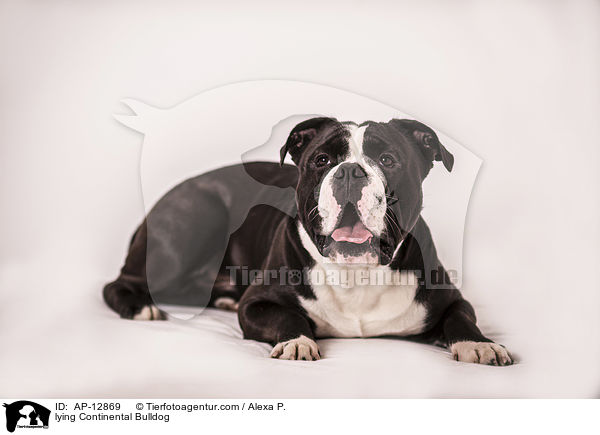 lying Continental Bulldog / AP-12869