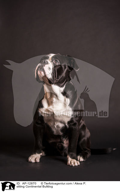 sitting Continental Bulldog / AP-12870