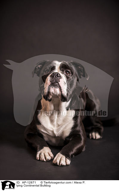 lying Continental Bulldog / AP-12871