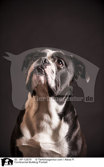 Continental Bulldog Portrait / AP-12879