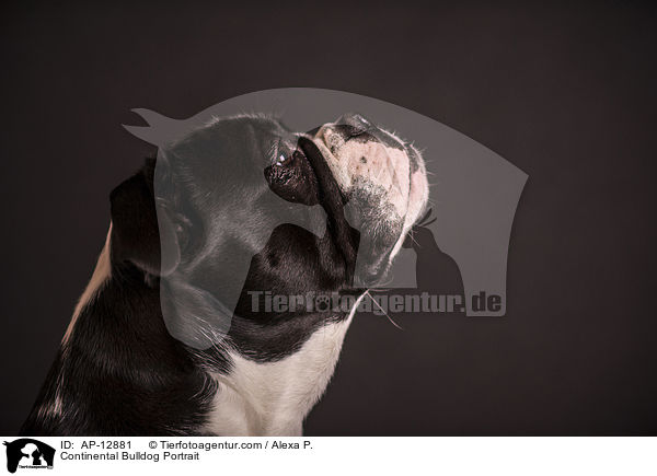 Continental Bulldog Portrait / Continental Bulldog Portrait / AP-12881