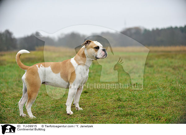 Continental Bulldog / YJ-09915
