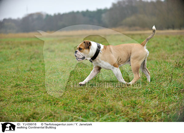 laufender Continental Bulldog / walking Continental Bulldog / YJ-09916
