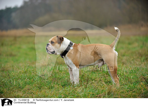 Continental Bulldog / YJ-09918