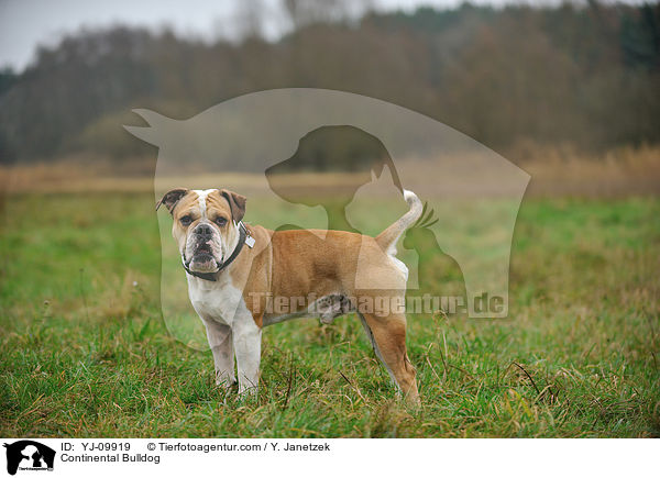 Continental Bulldog / YJ-09919