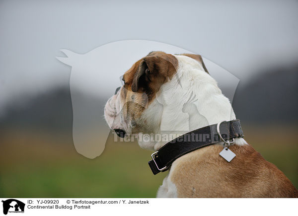 Continental Bulldog Portrait / Continental Bulldog Portrait / YJ-09920