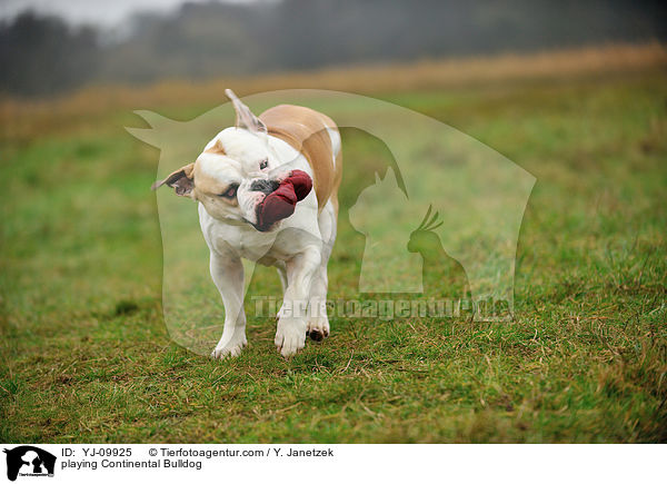 spielender Continental Bulldog / playing Continental Bulldog / YJ-09925