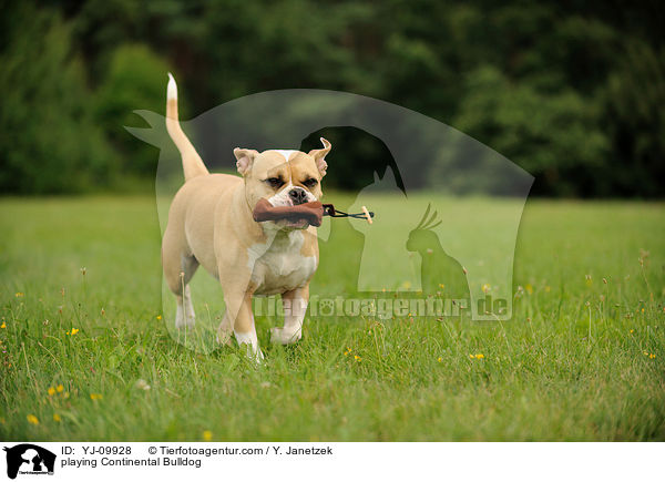 playing Continental Bulldog / YJ-09928
