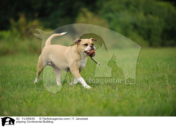 spielender Continental Bulldog / playing Continental Bulldog / YJ-09930