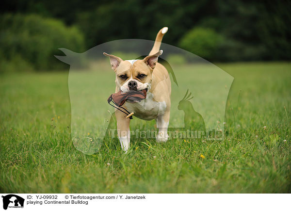 playing Continental Bulldog / YJ-09932