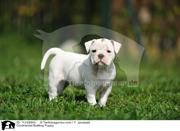 Continental Bulldog Puppy / YJ-09943