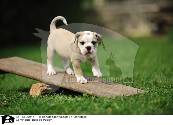 Continental Bulldog Puppy / YJ-09947